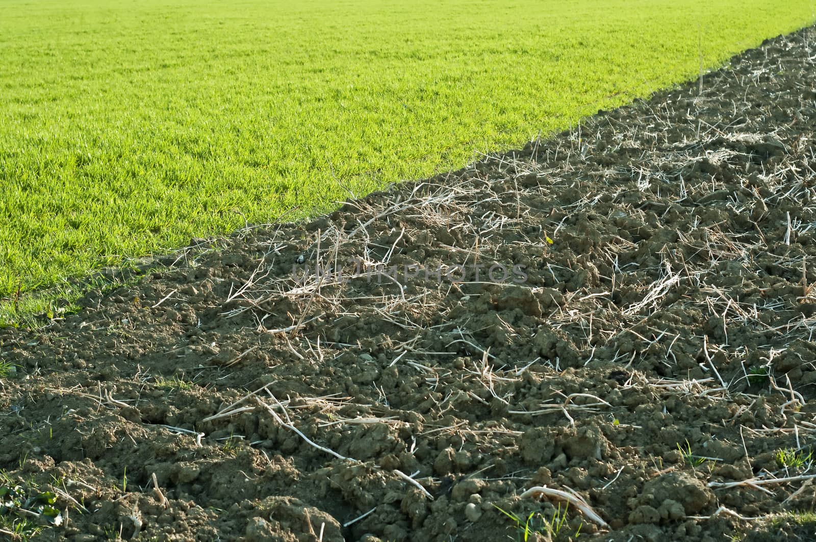 acre and green grass