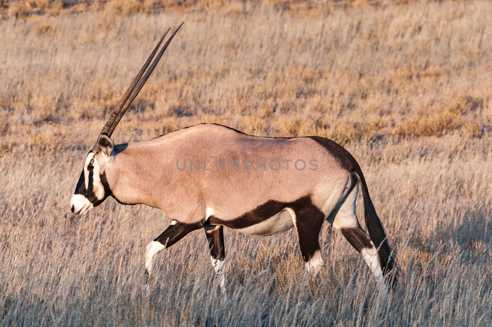 An oryx, Oryx gazella, walking through grass in the arid Kgalagadi