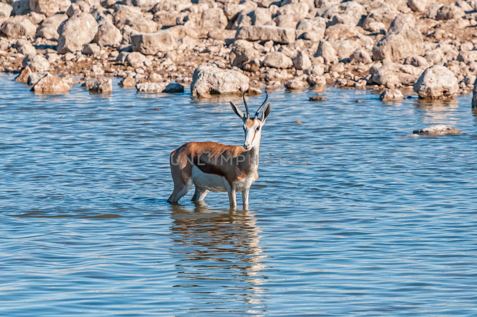 A springbok, Antidorcas marsupialis, inside a waterhole in northern Namibia