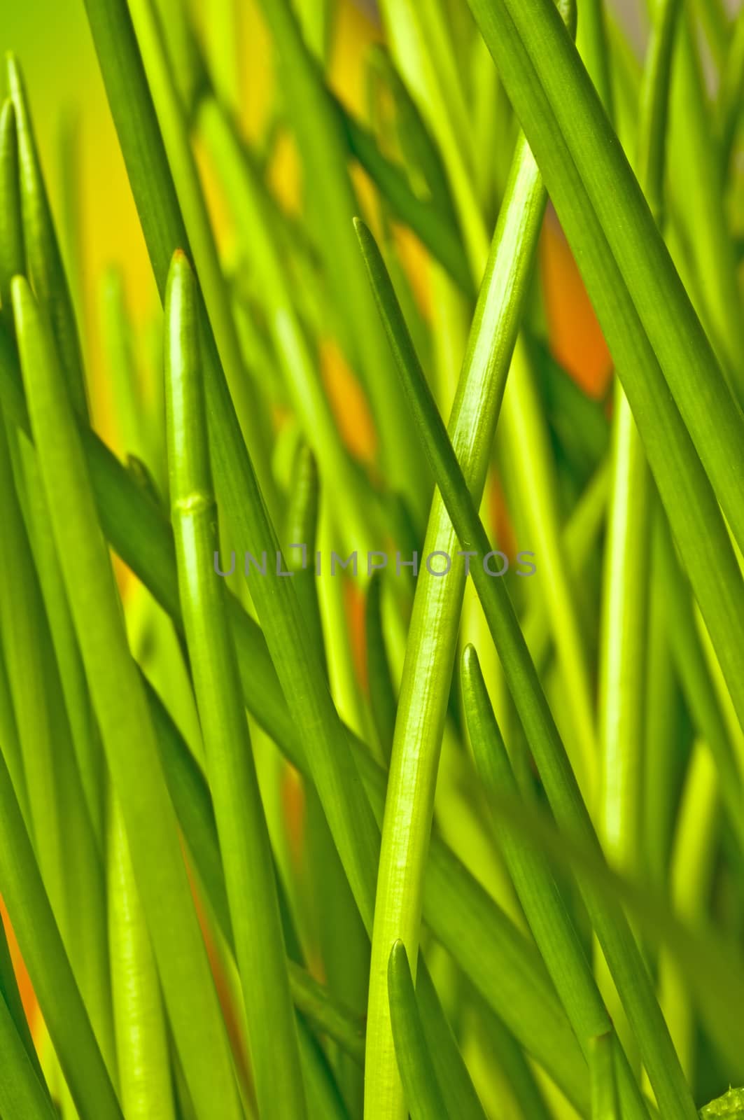 closeup of fresh green chive