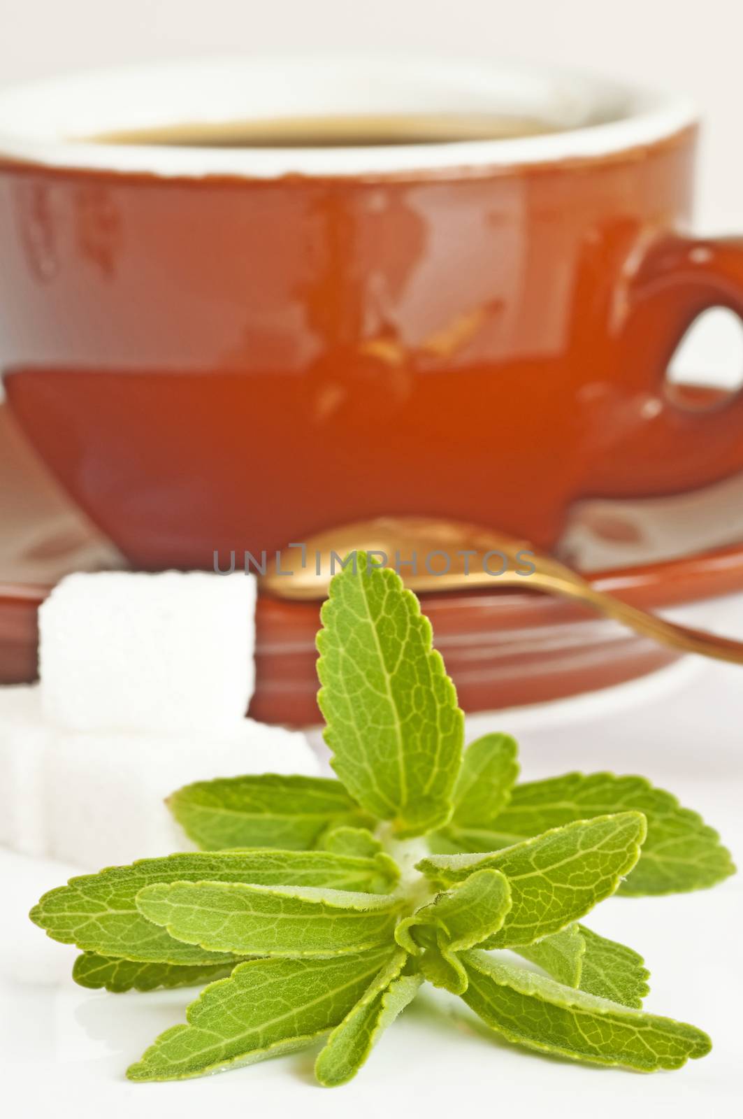 Stevia rebaudiana the herbal support for sugar