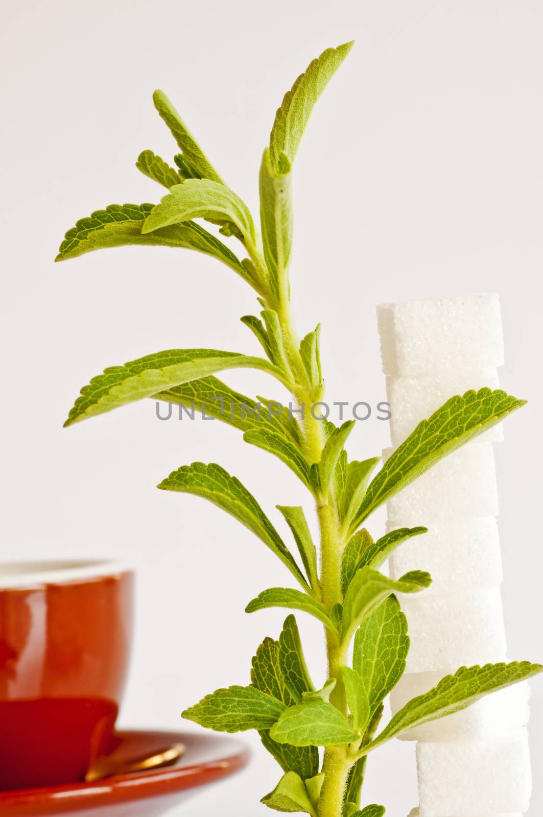 Stevia rebaudiana the herbal support for sugar