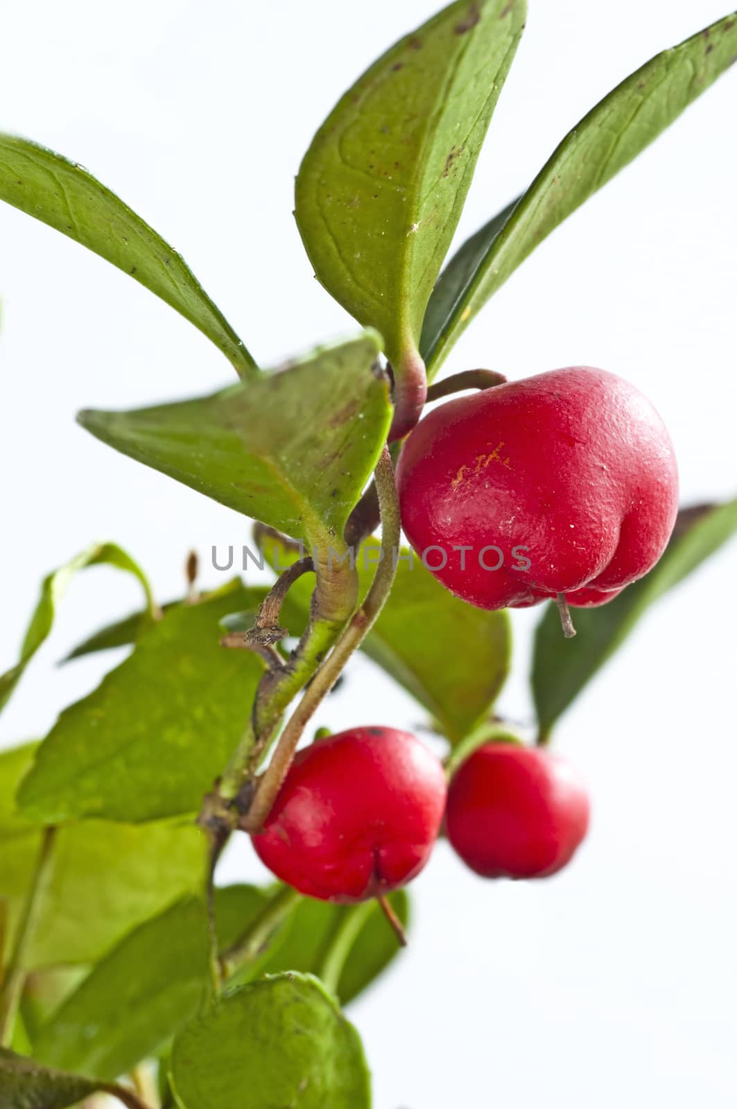 Gaultheria procumbens engl by Jochen