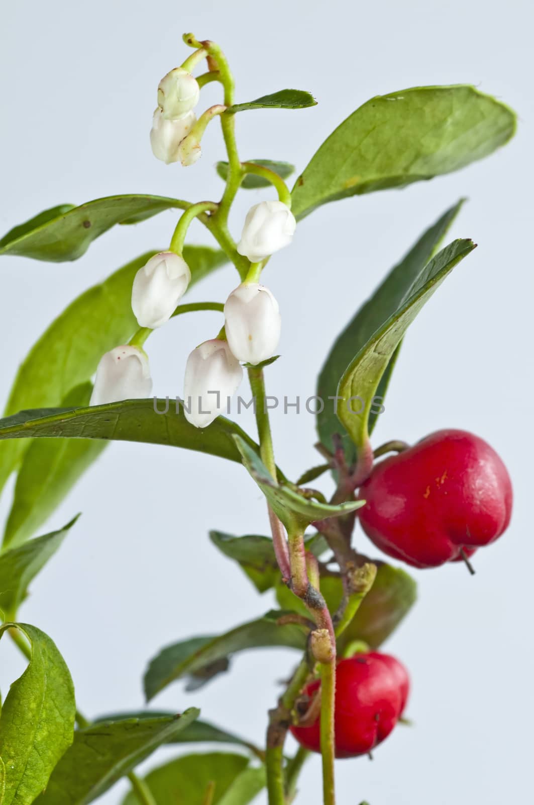 Gaultheria procumbens engl by Jochen