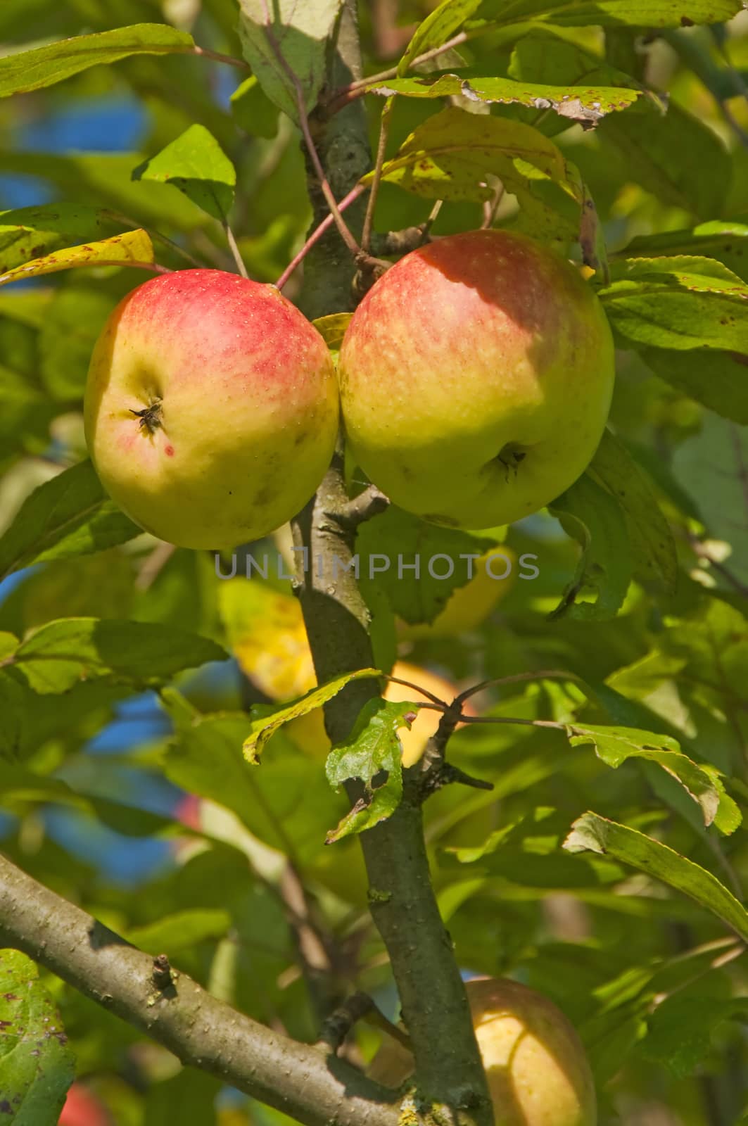 apple by Jochen