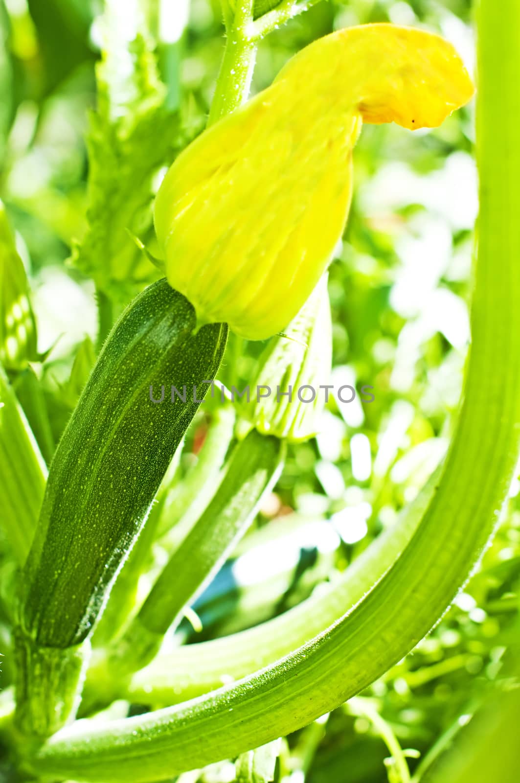 zucchini by Jochen