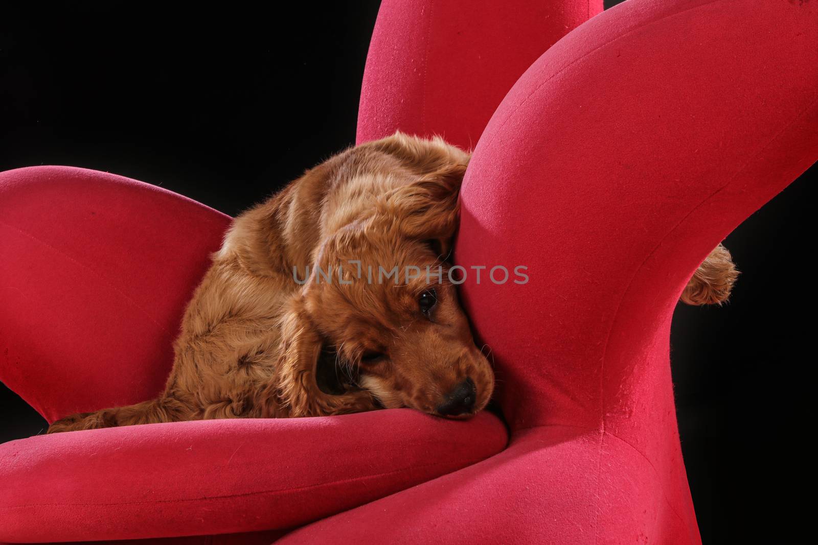 golden retriever puppy sleeping and playing on red chair in photo by PeterHofstetter