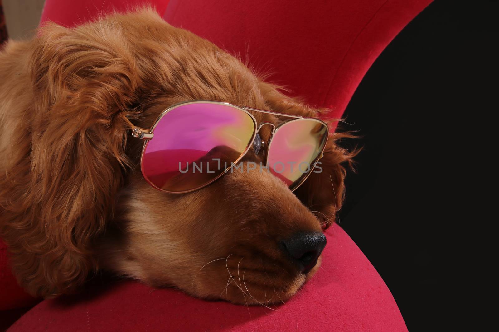 golden retriever puppy with sunglasses on red chair in photo studio.