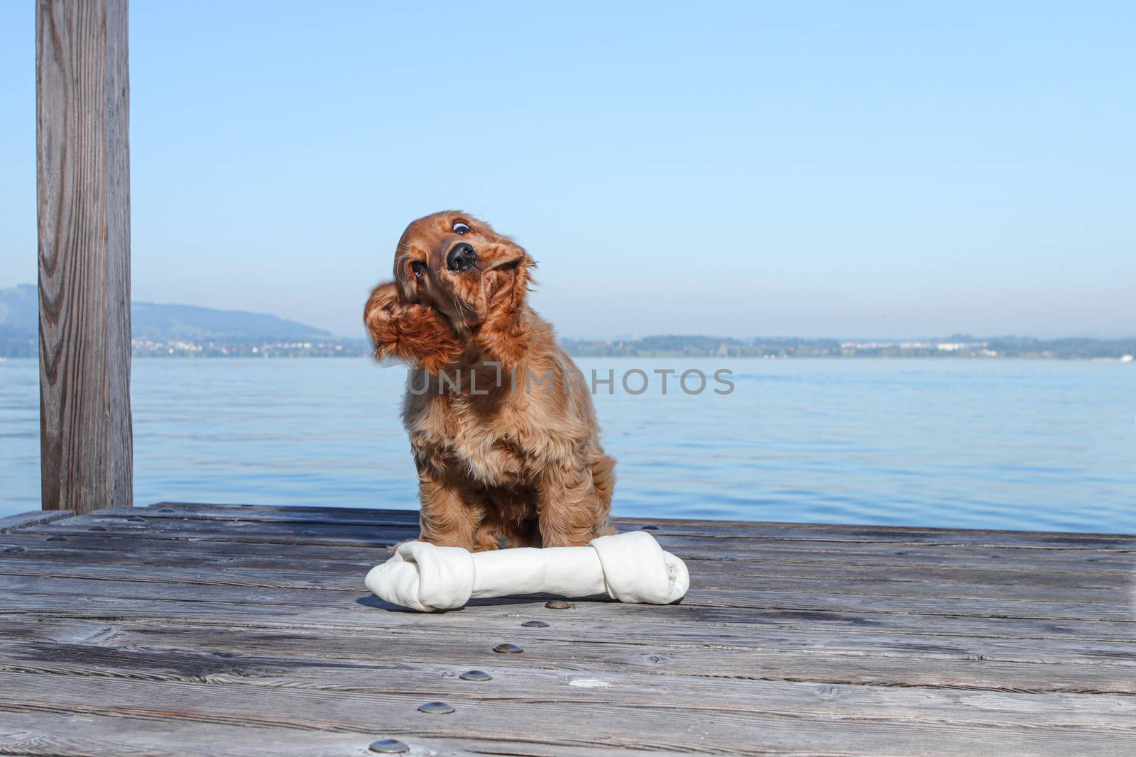 golden retriever puppy playing in outdoors. Playing with a bone