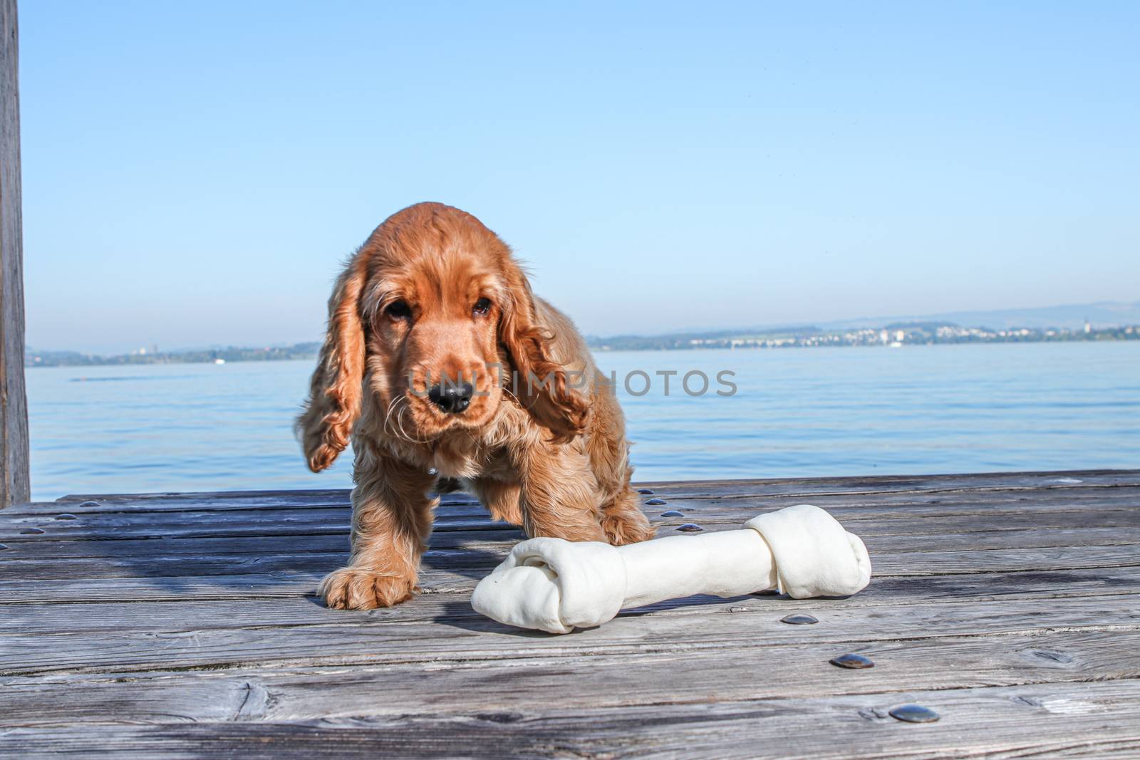 golden retriever puppy playing in outdoors. Playing with a bone by PeterHofstetter