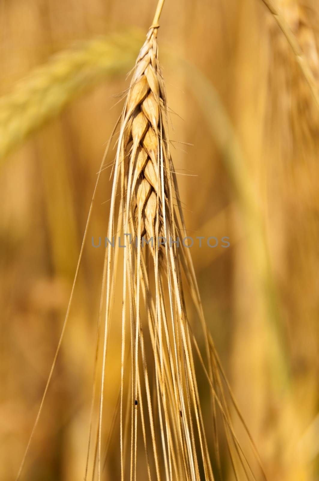 field of barley