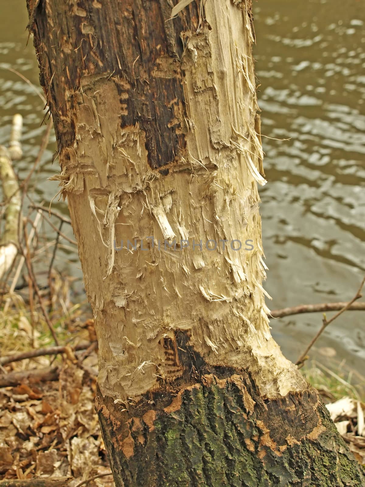 grub of a beaver