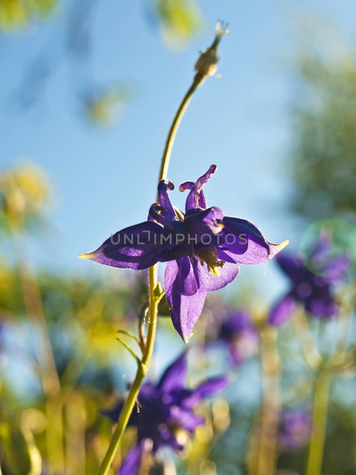 blossom of columbine