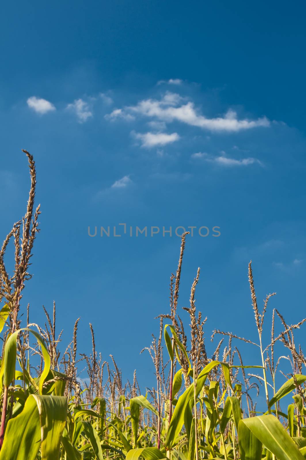 corn filed in summer by Jochen