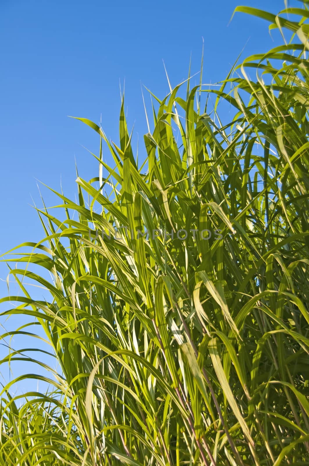 Miscanthus,switchgrass by Jochen