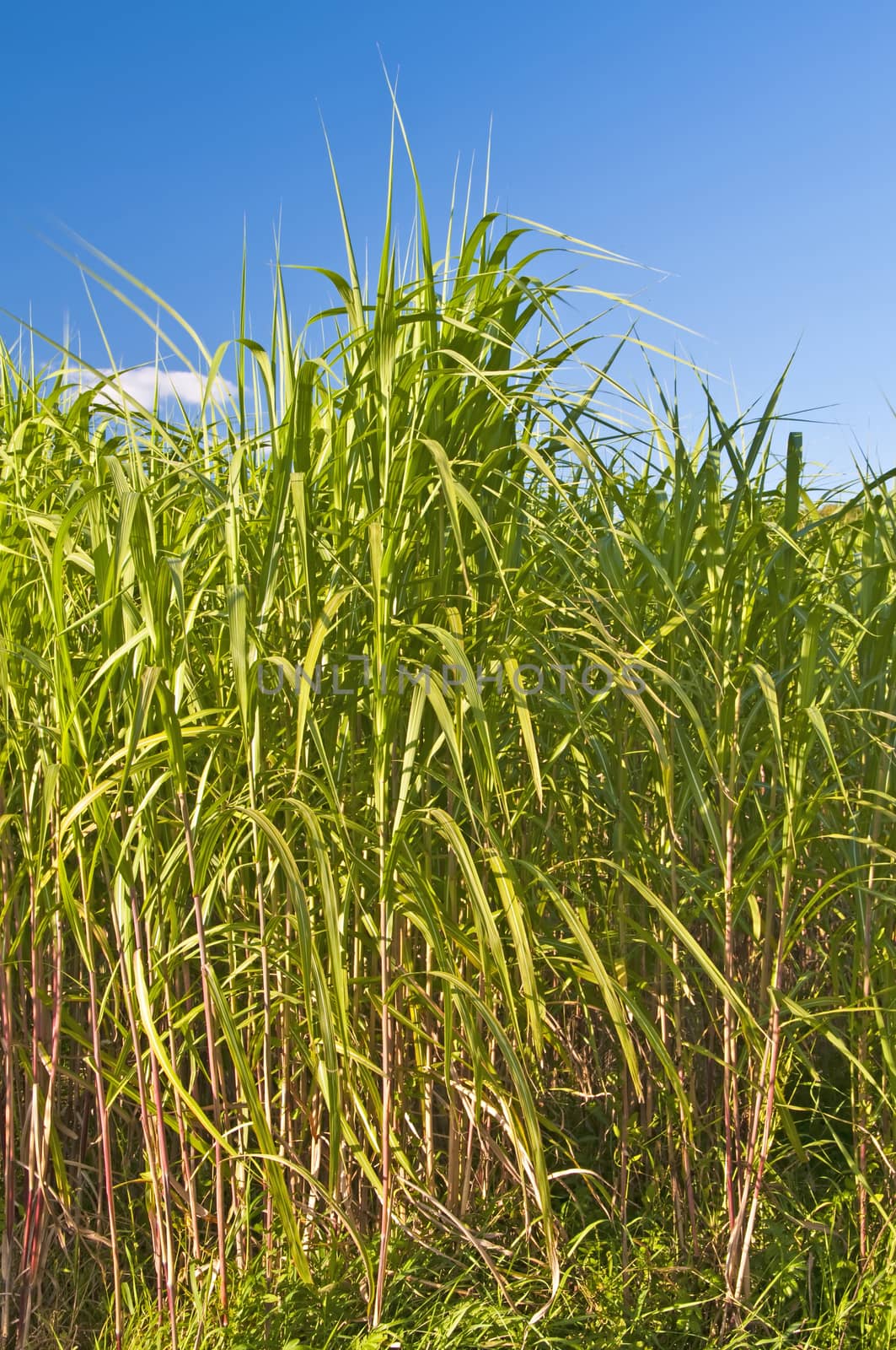 Miscanthus,switchgrass by Jochen