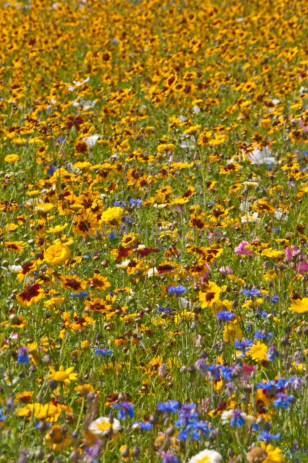 meadow with a lot of colored flowers