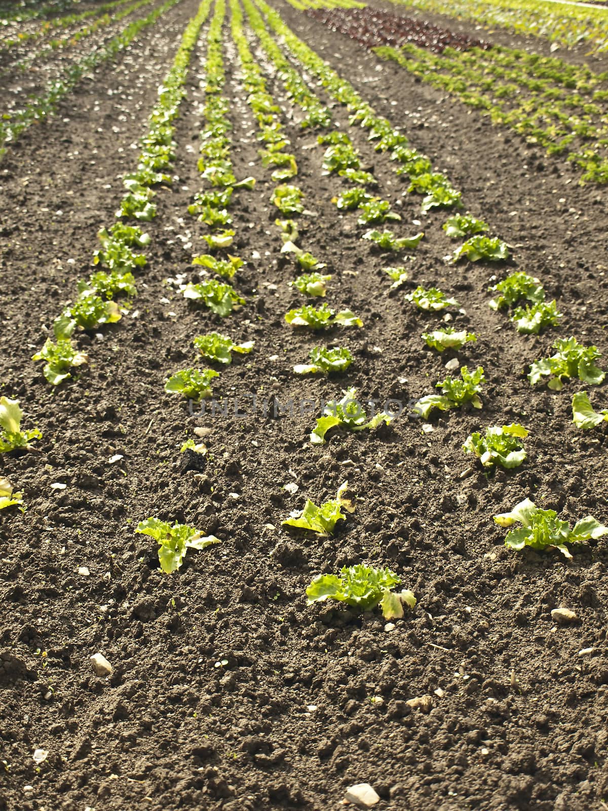 cultivation of salad