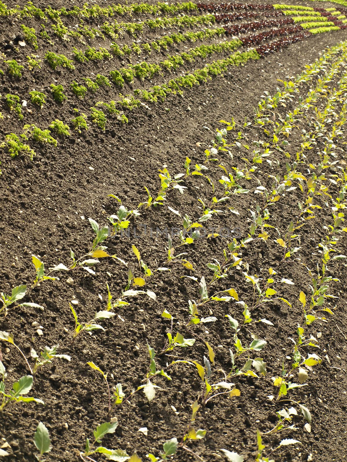 cultivation of salad