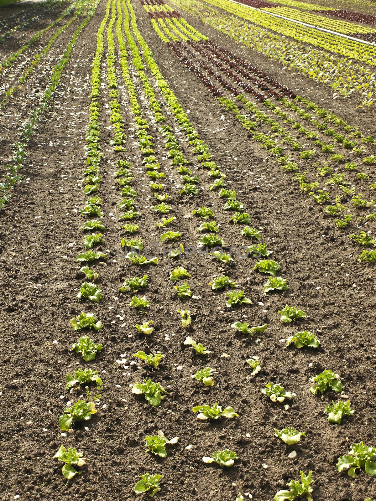 cultivation of salad