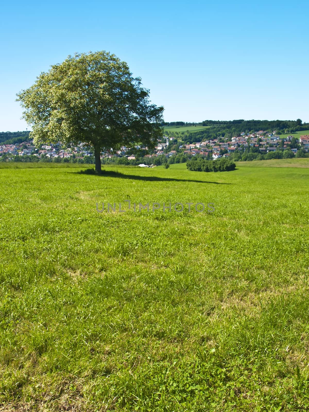 tree by Jochen