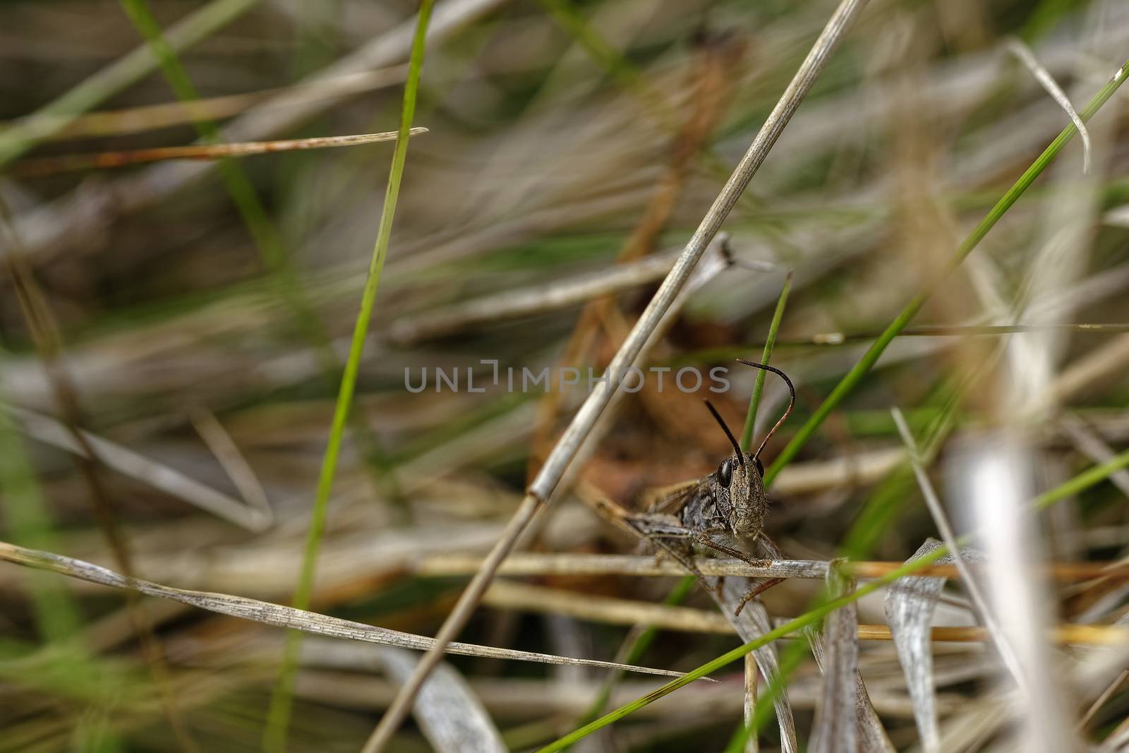 Cute cricket bug looking at the camera, close-up photo of cricket insects 