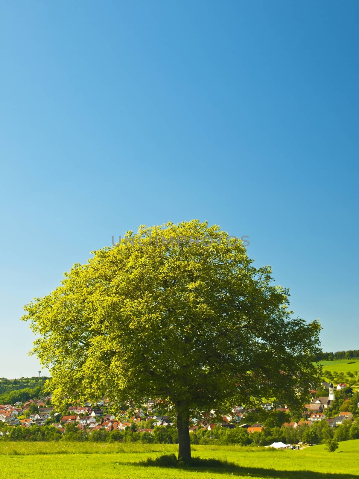 tree by Jochen