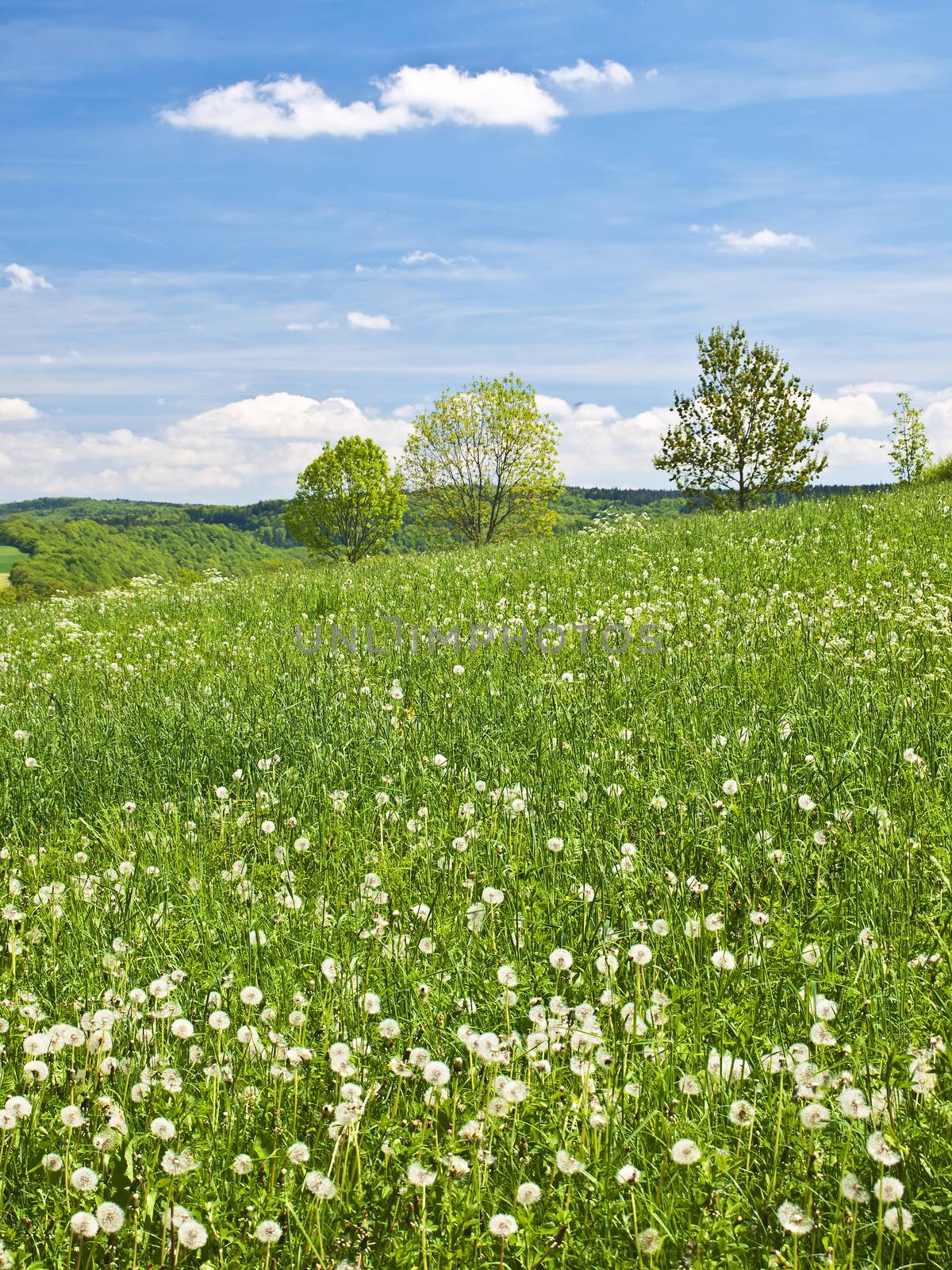 Frühling by Jochen