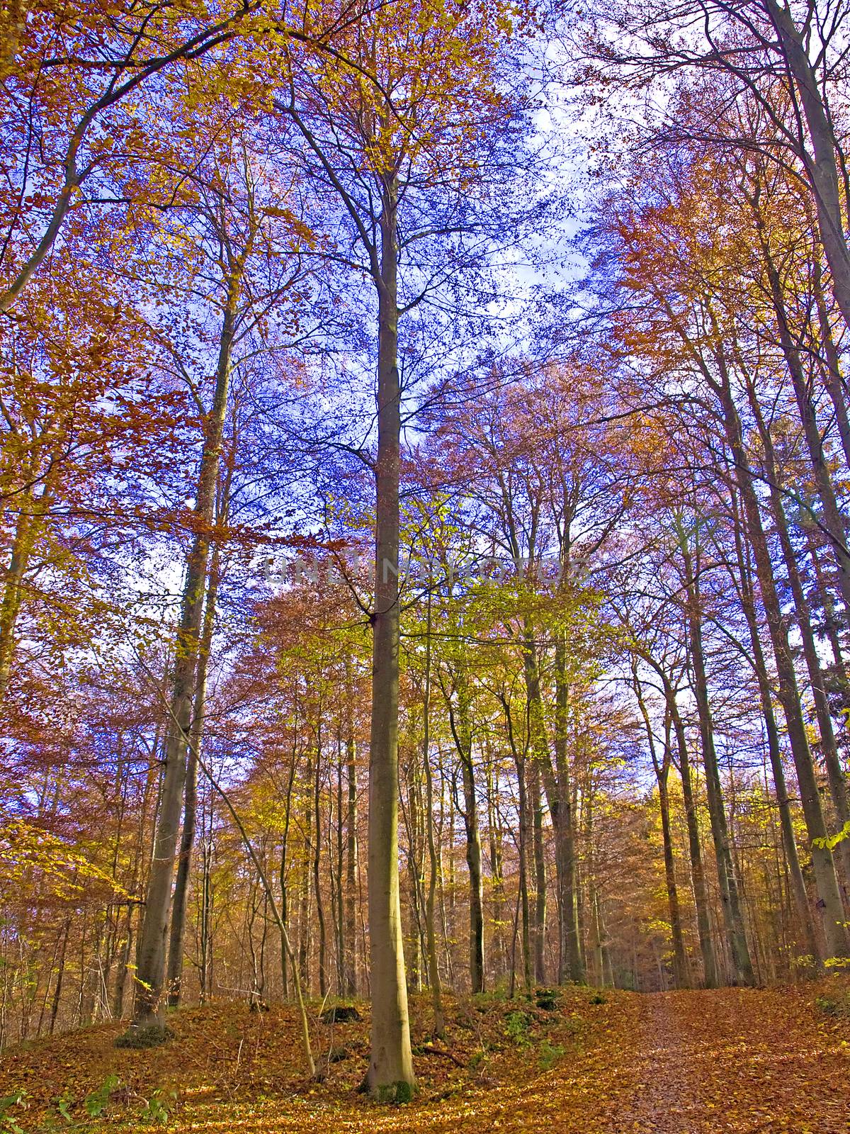 Laubwald im Herbst by Jochen
