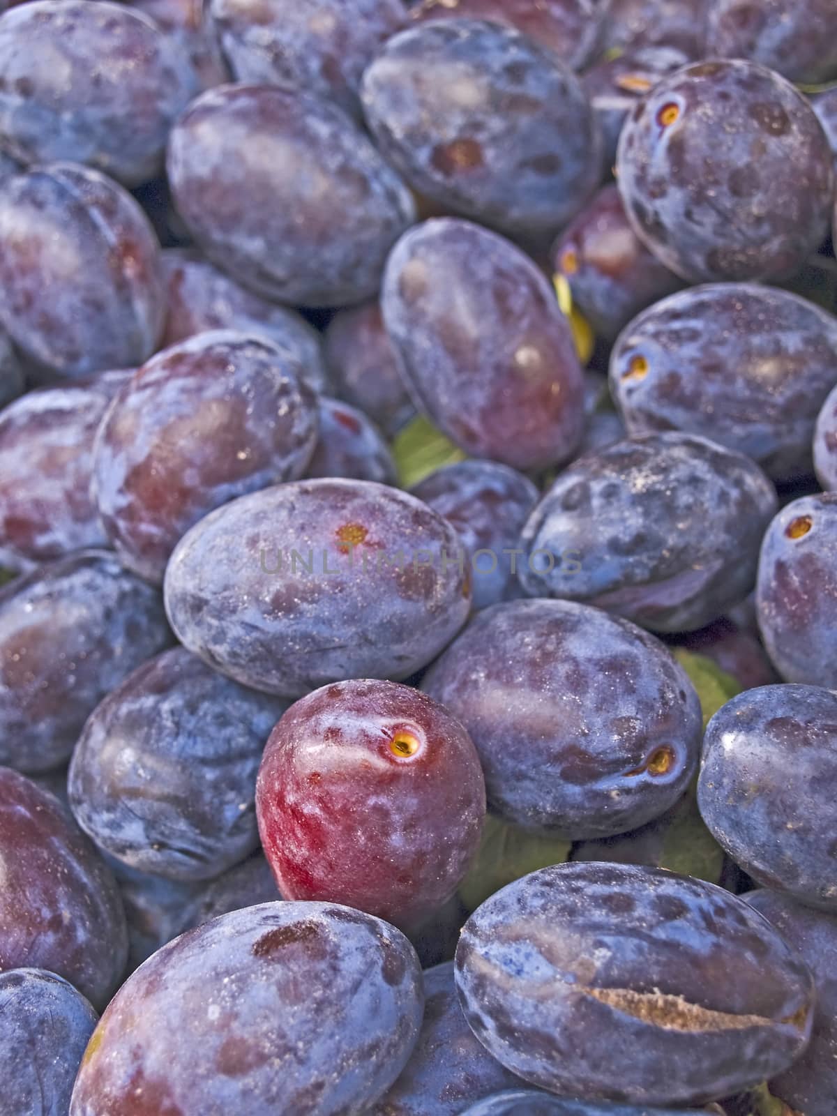 damson by Jochen