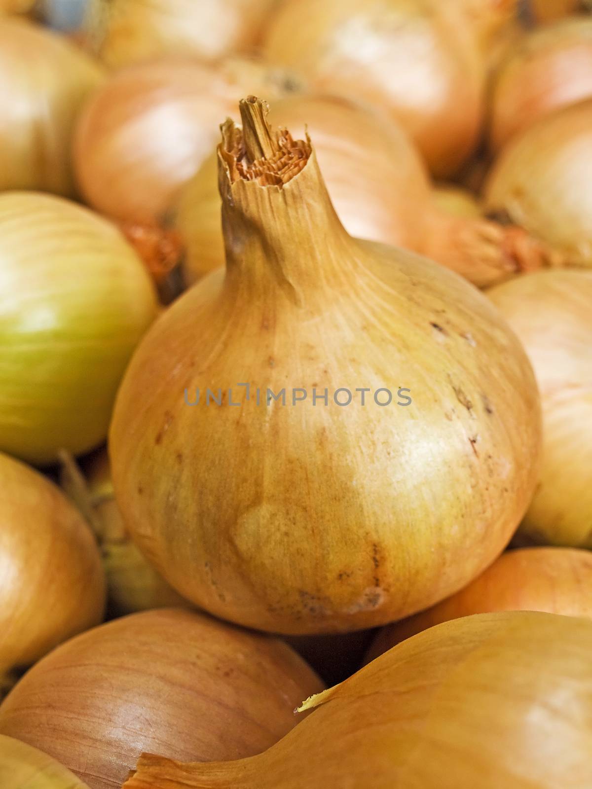 onion by Jochen