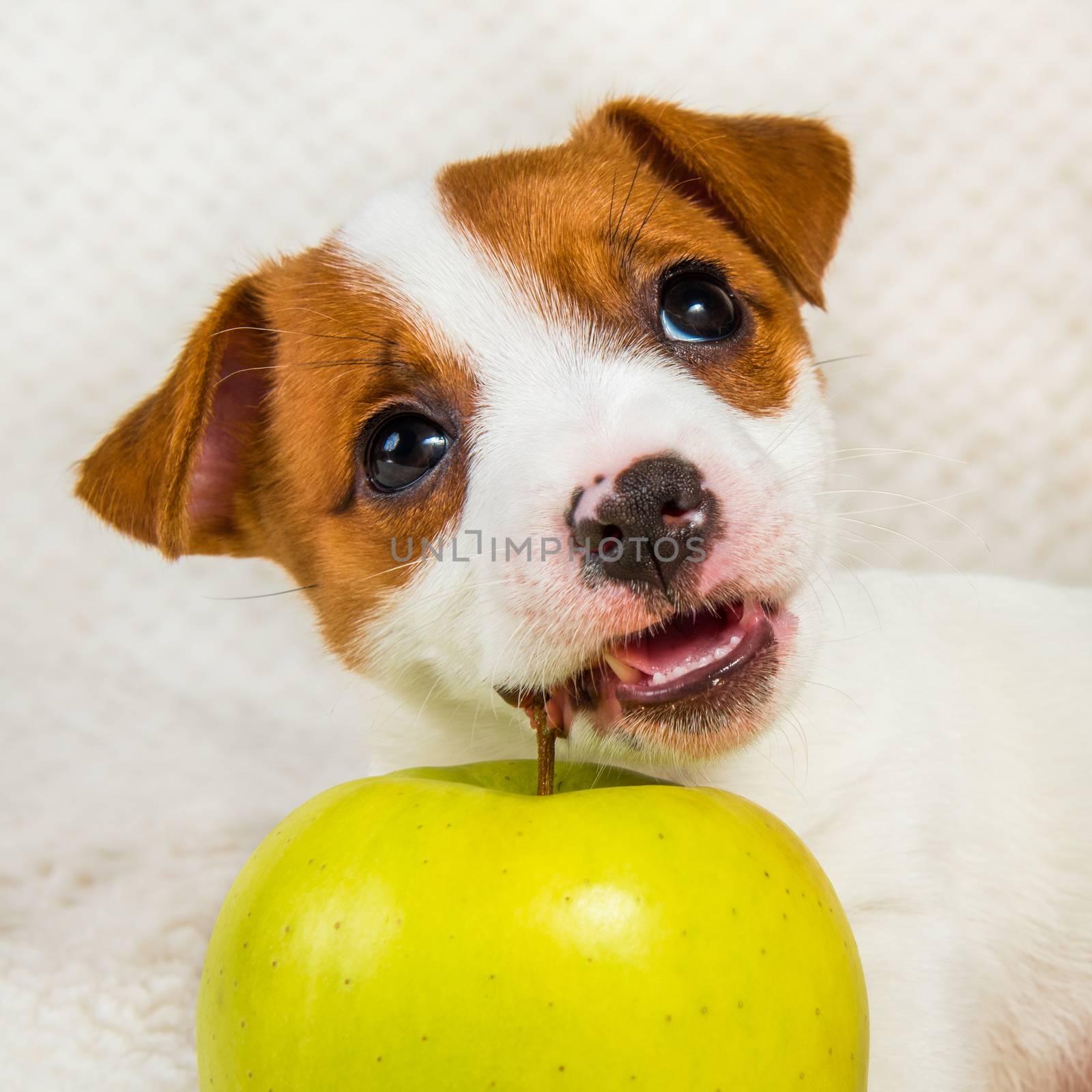 Jack Russell Terrier dog puppy and yellow apple by infinityyy
