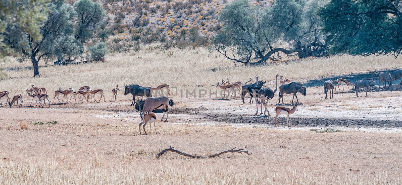 Oryx, wildebeest, springbok and ostriches in the arid Kgalagadi by dpreezg