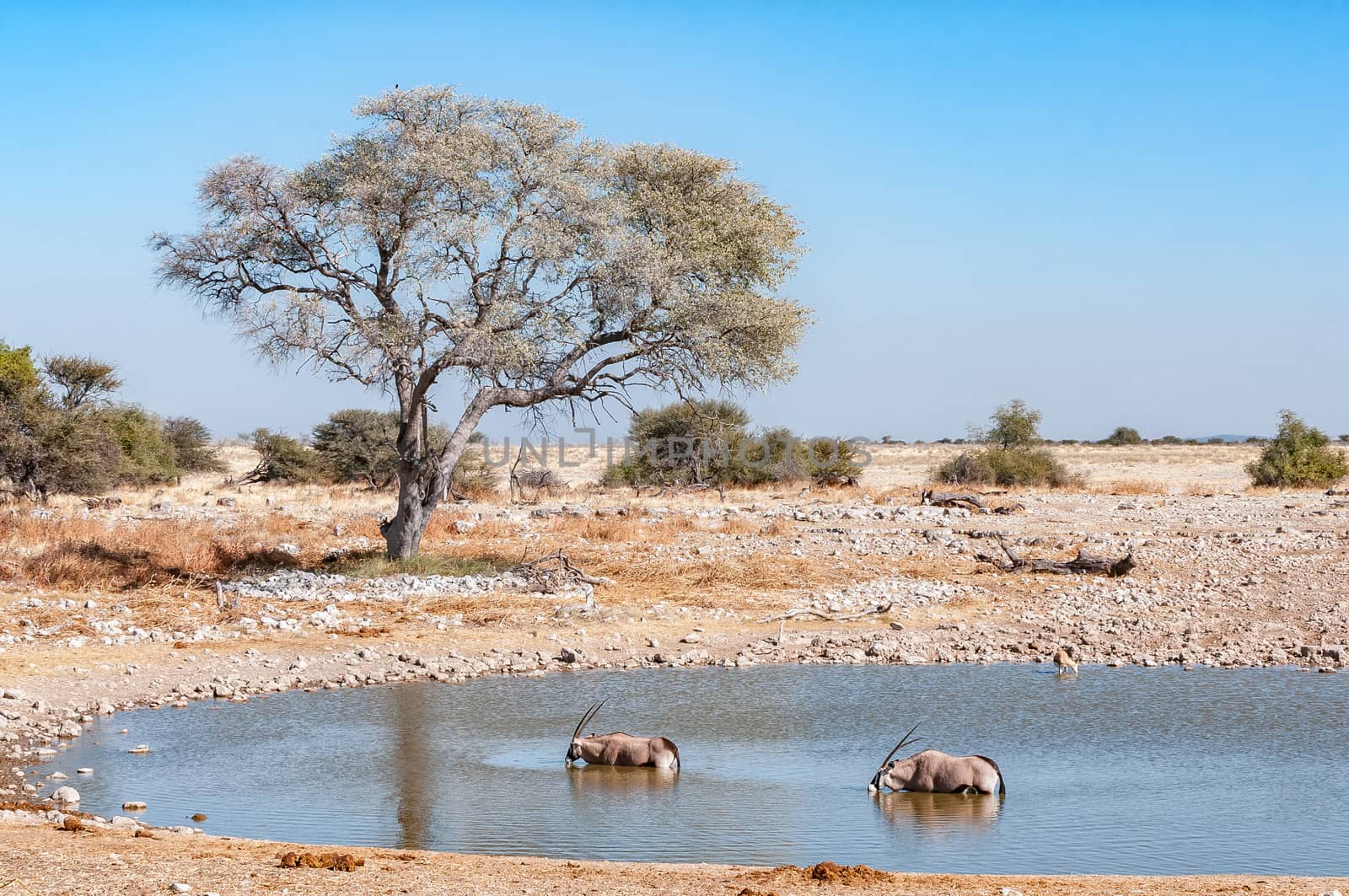 Oryx, Oryx gazella, inside a waterhole in northern Namibia