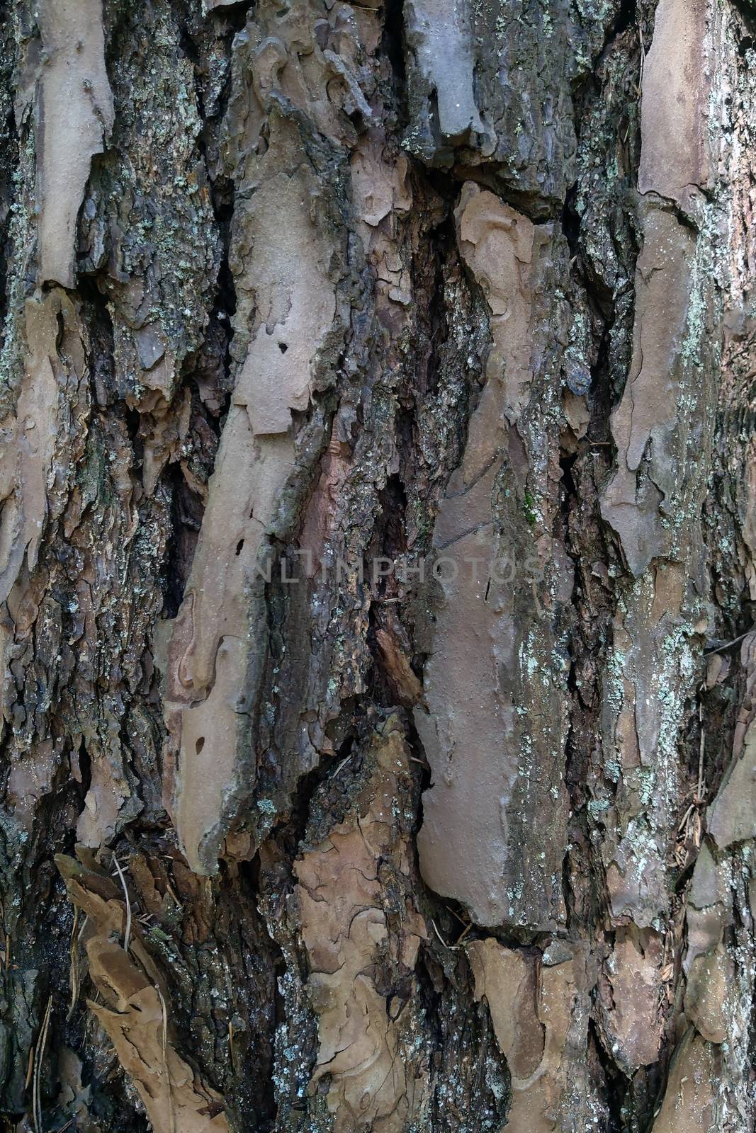 Pine tree trunk. Close-up of the bark. Background. by kip02kas