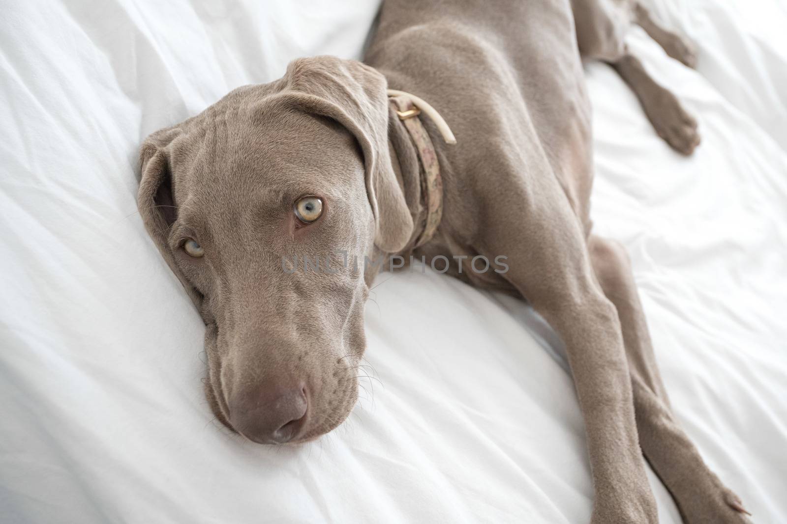 Tired sleepy Weimaraner pointer dog resting and lying on bed covered with white bed sheet in bedroom by petrsvoboda91