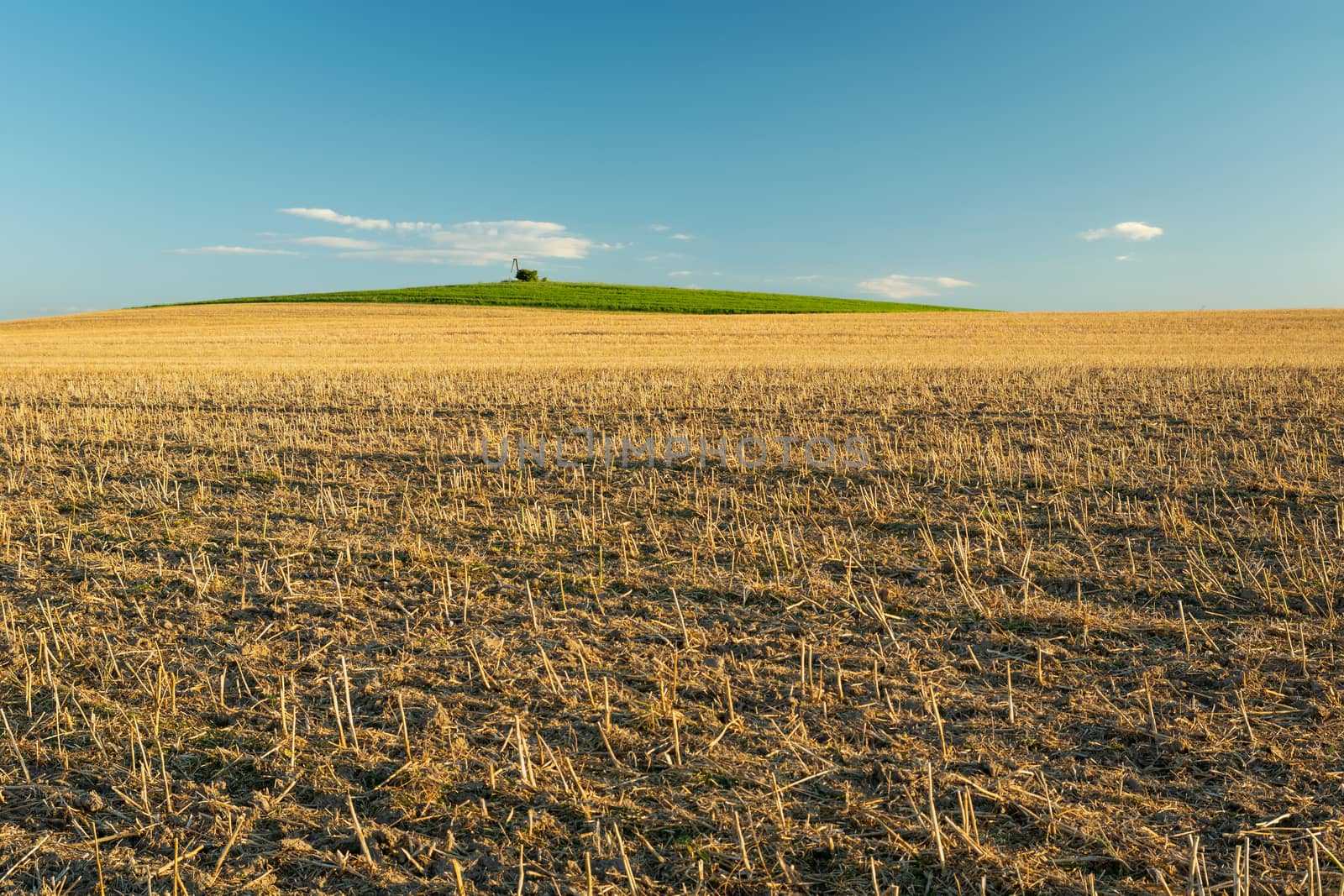 Huge field of stubble to the horizon and blue sky, summer rural view