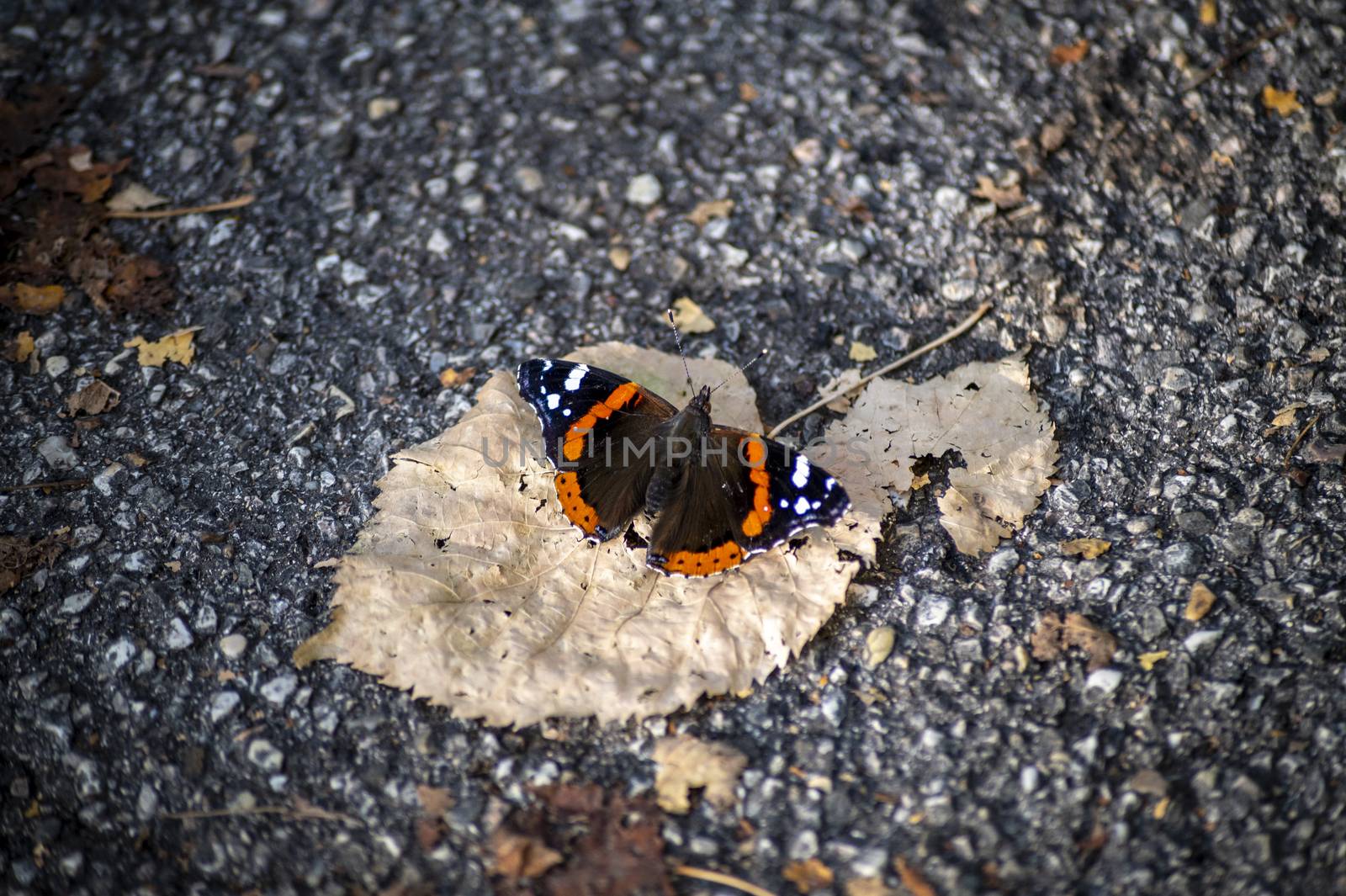 volcano butterfly sitting on a dry leaves in autumn