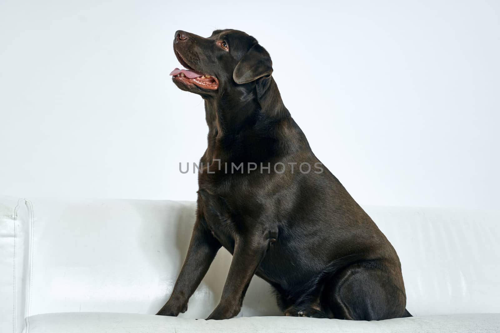 Purebred dog with black hair on a light background portrait, close-up, cropped view. High quality photo