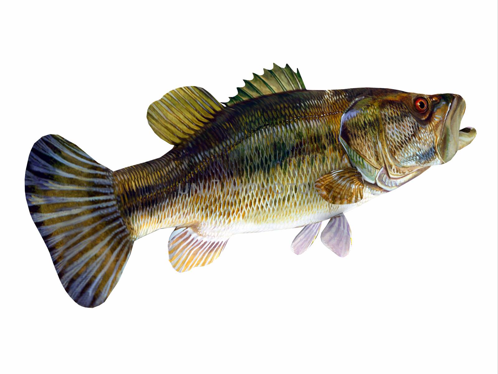 The Redeye is species of freshwater bass fish found in lakes, rivers and streams of Georgia and Alabama, USA.