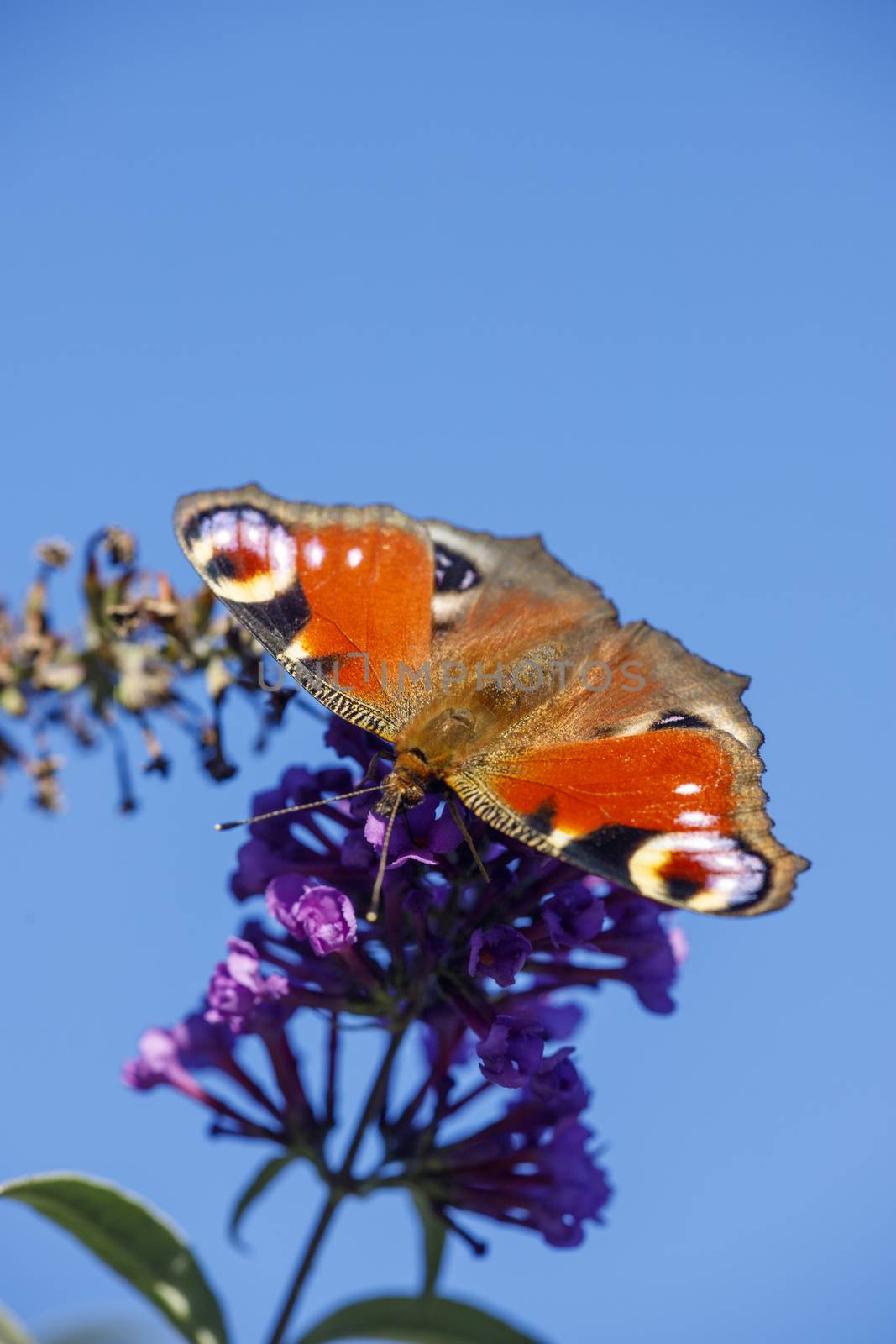 peacock butterfly by bernjuer