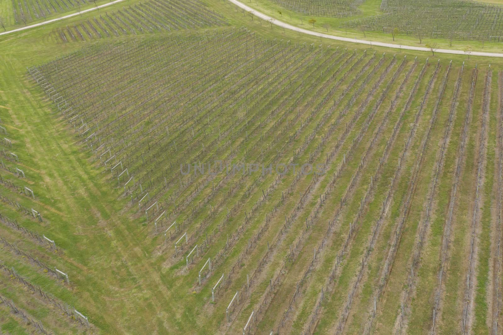 Aerial view of a vineyard in the Hunter Valley in regional New South Wales in Australia