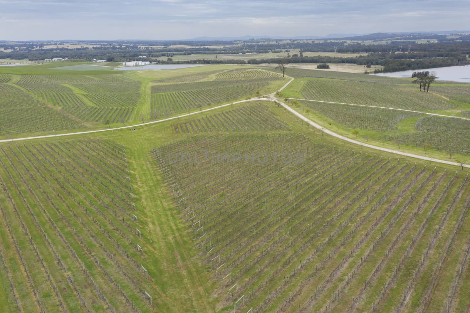 Aerial view of a vineyard in regional Australia by WittkePhotos