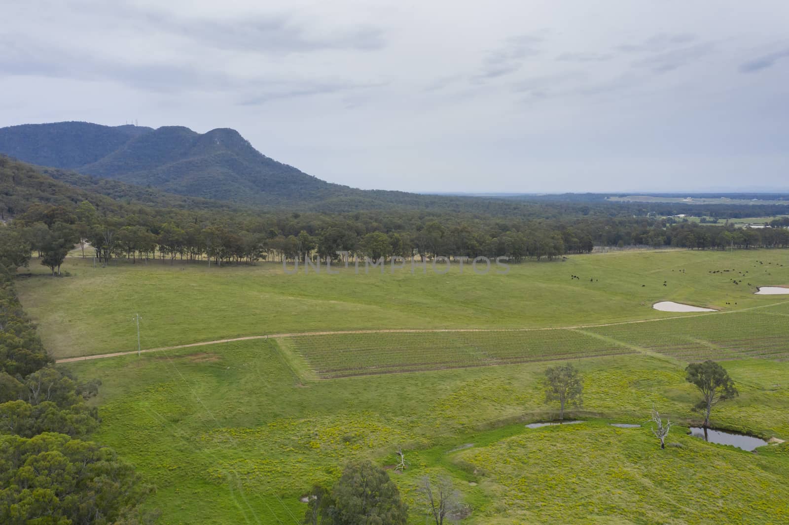 Aerial view of a vineyard in the Hunter Valley in regional New South Wales in Australia