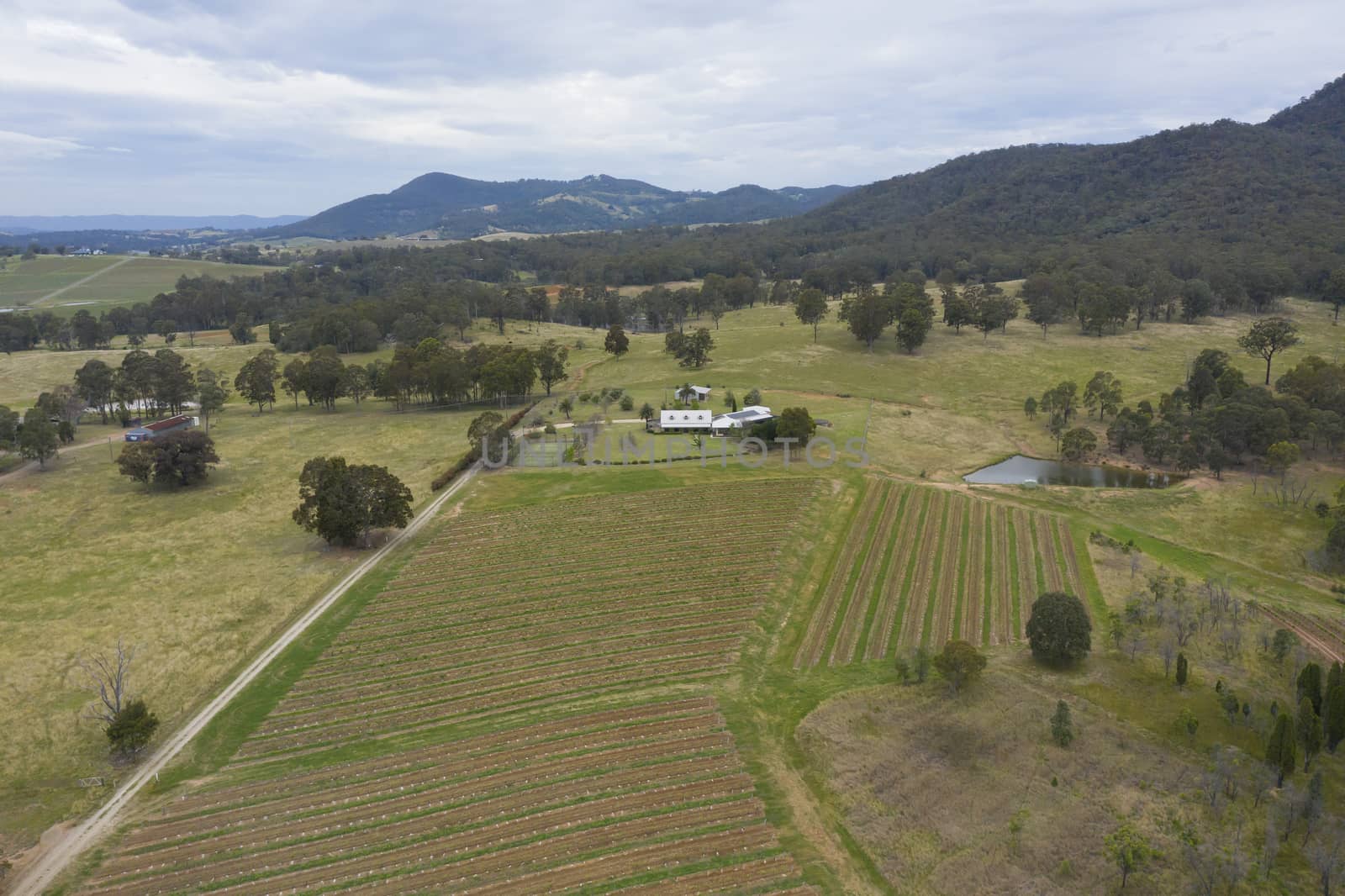 Aerial view of a vineyard in the Hunter Valley in regional New South Wales in Australia