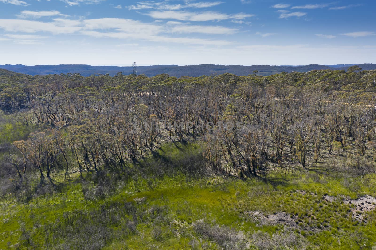 Aerial view of forest regeneration after bushfires in The Blue Mountains in regional New South Wales in Australia