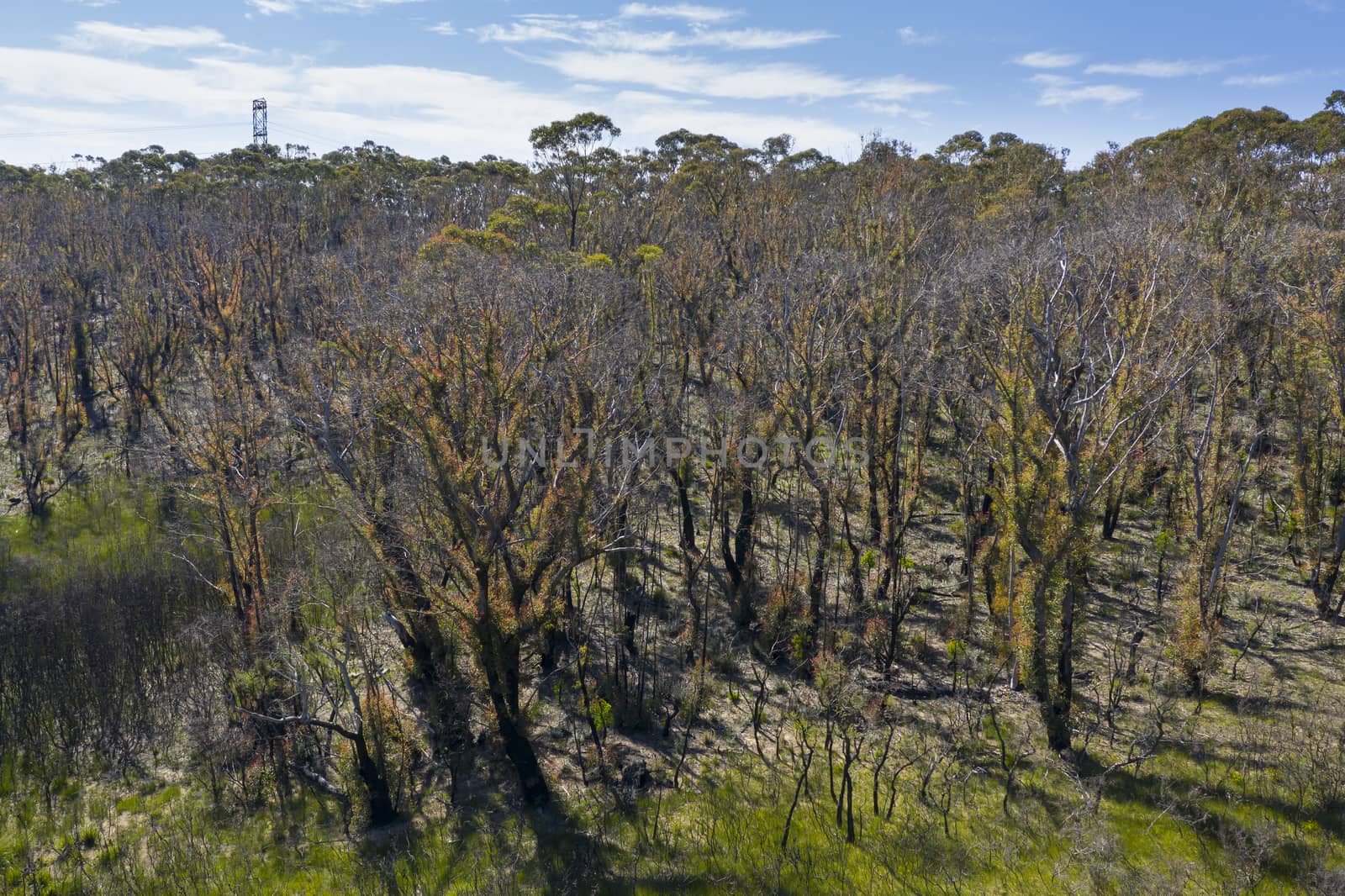 Aerial view of forest regeneration after bushfires in regional Australia by WittkePhotos