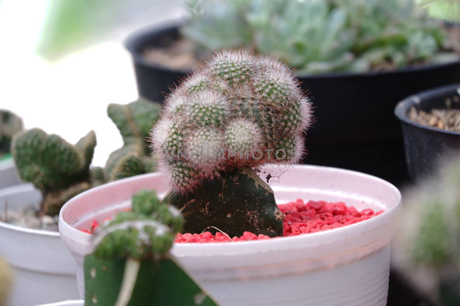 Mini cactus planted in white pot by pengejarsenja