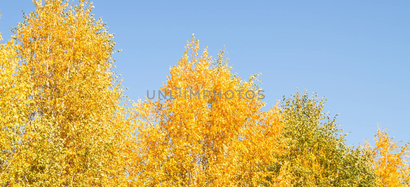 Panorama of bright yellow and orange trees against a clear blue sky, tree tops, beautiful autumn landscape.