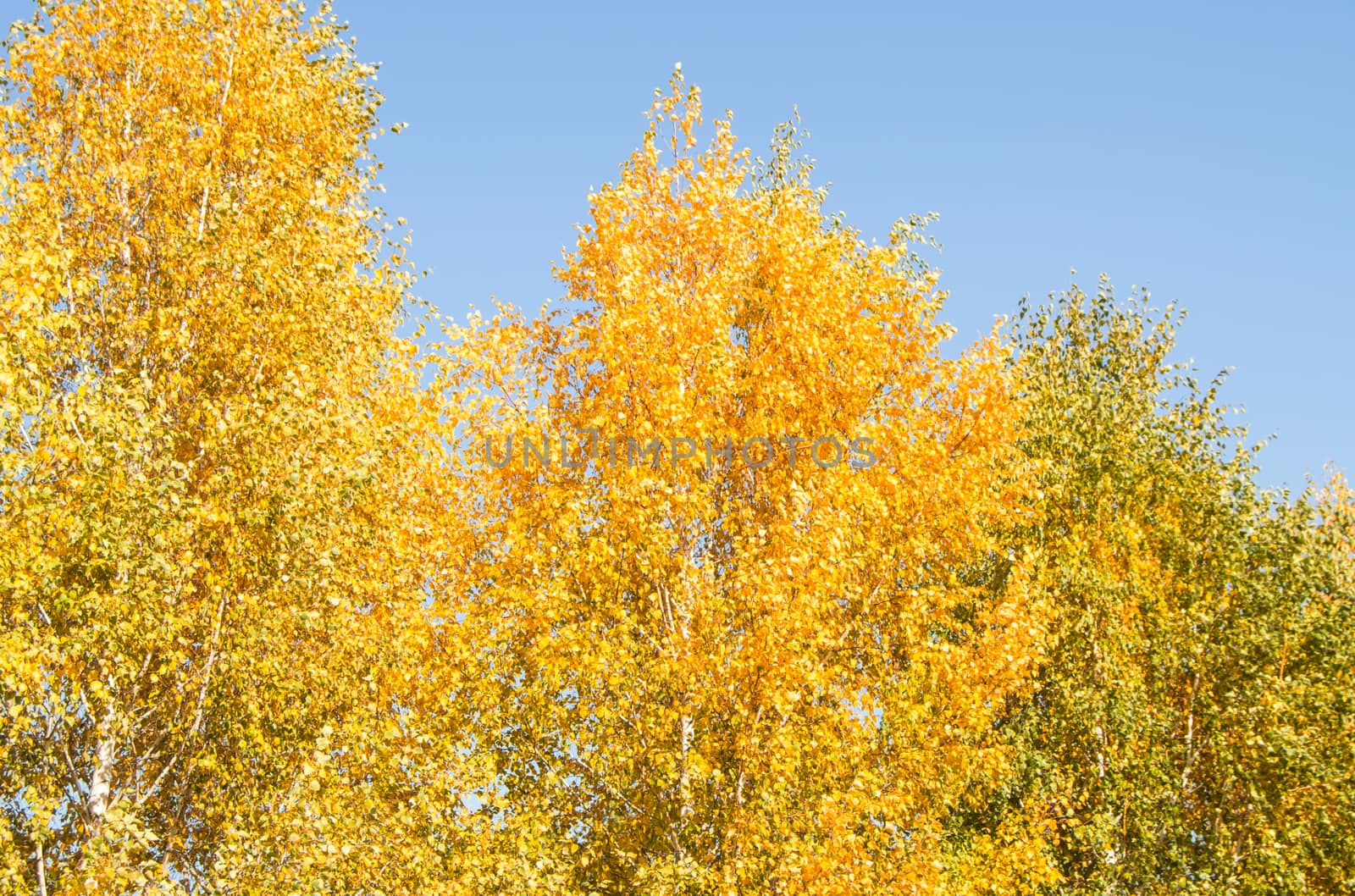 Panorama of bright yellow and orange trees against a clear blue sky, tree tops, beautiful autumn landscape.